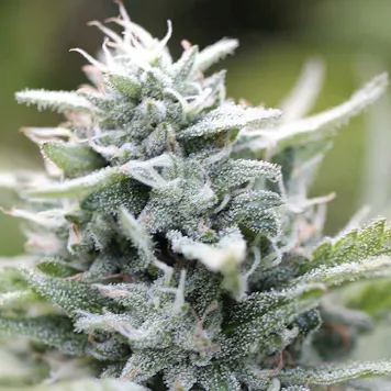 Photo of Magic Melon Regular Seeds 20-pack