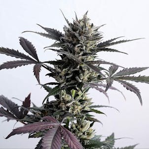 Photo of Lemon Haze Auto