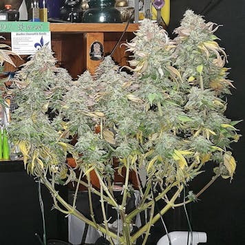 Photo of Quebec Blue Cannabis Seeds Feminized