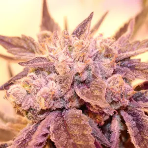Photo of Cookie Stomper Flower