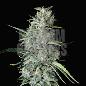 Photo of MK Ultra Autoflower