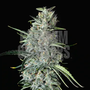 Photo of MK Ultra Autoflower