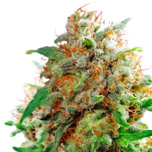 Photo of Waikiki Queen Feminized