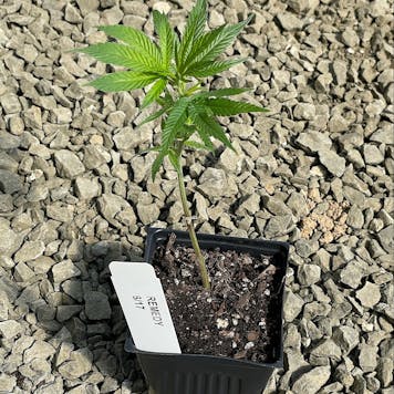 Photo of Remedy Clone