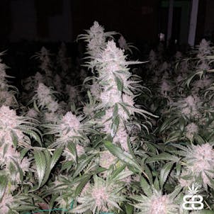 Product image for Master OG