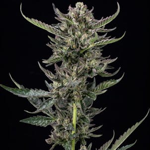 Photo of Notorious THC Feminized Seeds 10-pack