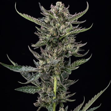 Photo of Notorious THC Feminized Seeds 10-pack