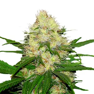 Photo of AMS XTRM Feminized