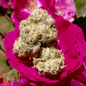 Photo of Flaming Cookies #47