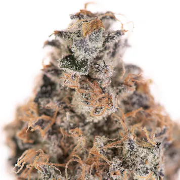 Photo of Cookie Jam