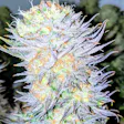 Product image for Alaskan Thunder Fuck Fem Seeds