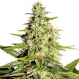 Product image for Afghan (fem) seeds