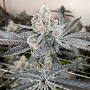 Photo of Crooked River Blues