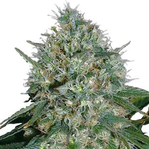 Photo of White Rhino (fem) seeds