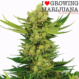 Photo of Cheese (fem) seeds