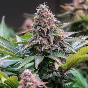 Photo of Sour Pinot Seeds - Autoflower