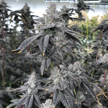 Photo of Gorilla Butter - Flower