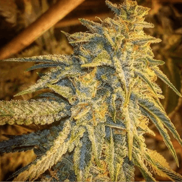 Photo of Wine Slushie 10 Pack