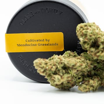 Photo of Marley Gold, Sativa: Blue Dream