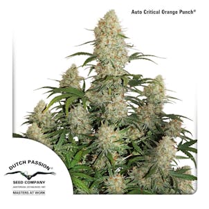 Photo of Auto Critical Orange Punch