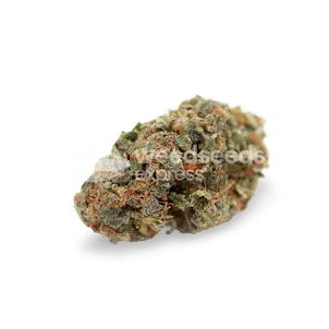 Photo of White Widow Autoflower Seeds