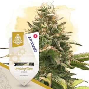Photo of Wedding Cake Automatic by Zamnesia Seeds