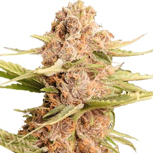 Photo of Girl Scout Cookies Extreme Feminized