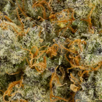 Photo of Peggy's Pride, 3.5g