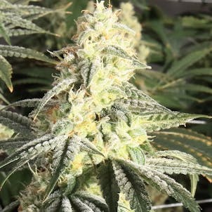 Photo of XTC OG (hybrid)