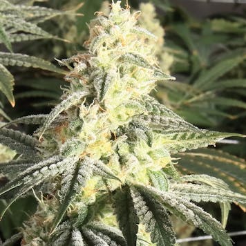 Photo of XTC OG (hybrid)