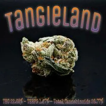 Photo of PhD - Tangieland Flower - 22.68% THC