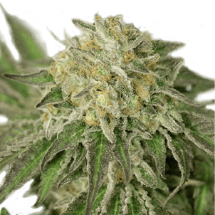 Photo of Sour Diesel