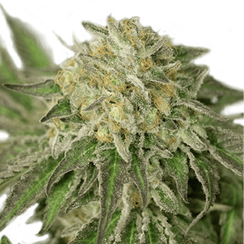 Photo of Sour Diesel