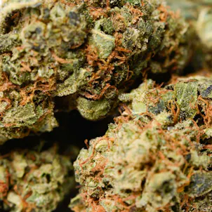 Photo of Orange Bud