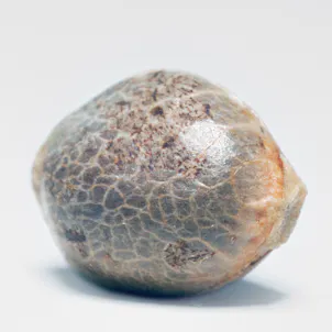 Photo of AUTO WHITE BERRY