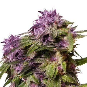 Photo of Blueberry Muffin Feminized