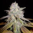 Product image for DJ Short Blueberry (feminized)