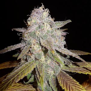 Photo of DJ Short Blueberry (feminized)