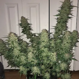 Photo of AUTO WEDDING CAKE Feminized Cannabis Seeds