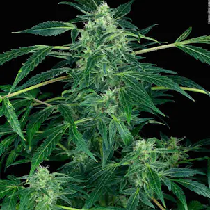 Photo of Big Jack Feminized