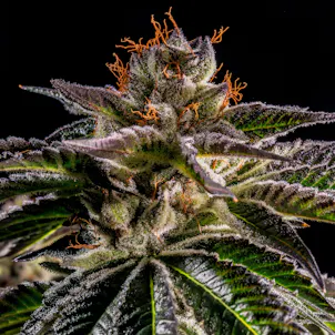 Photo of Tahoe Kush Seeds