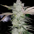 Product image for Super Silver Glue