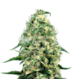Product image for Super Silver Haze Feminized Seeds