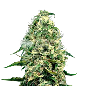 Photo of Super Silver Haze Feminized Seeds