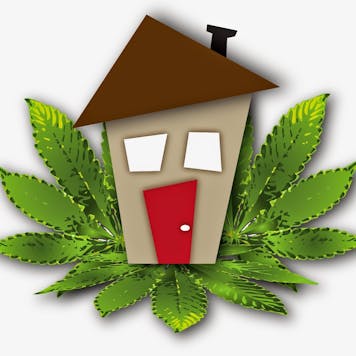 Photo of Compliance training for the cannabis industry