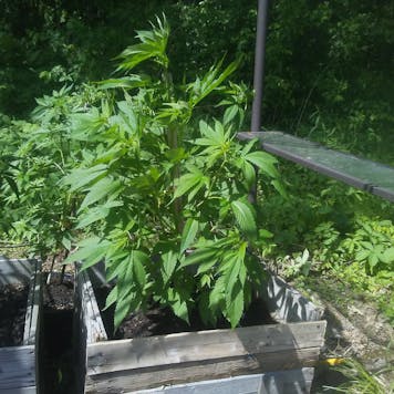 Photo of Hindu Kush | 100 PACK