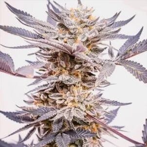 Photo of Grandaddy Purple Feminized
