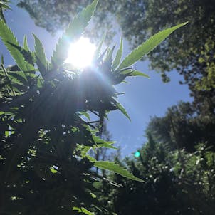 Photo of Cannabis Law