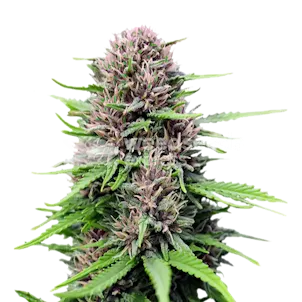 Photo of Critical Purple Autoflower Seeds