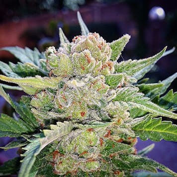 Photo of Rhino Ryder